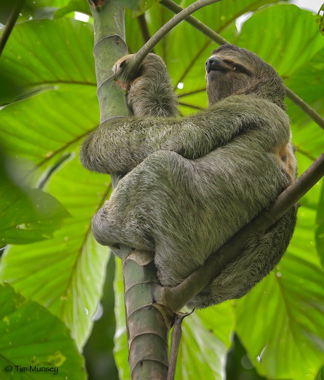 Three Toed Sloth